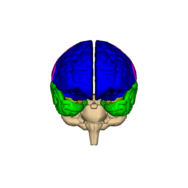 cortex