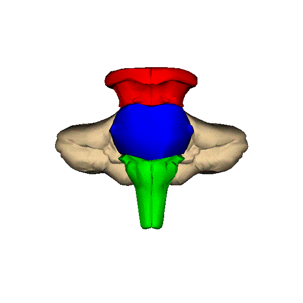 hindbrain