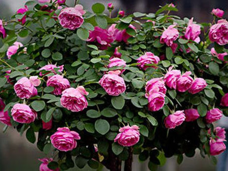 🌿 Dicas de Jardinagem: Melhores Plantas e Flores Para Ter em Casa