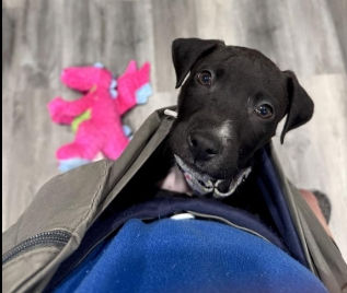 Vira-latas merecem amor: combatendo o preconceito contra cães sem raça definida 🐶❤️