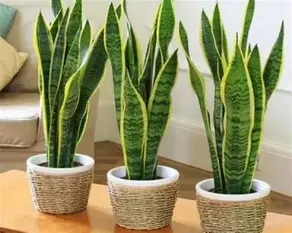 🌿 Plantas que sobrevivem com poucos cuidados em casa