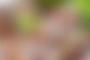 Receitas Saudáveis Doces sem Açúcar para Quem Quer Sabor e Saúde