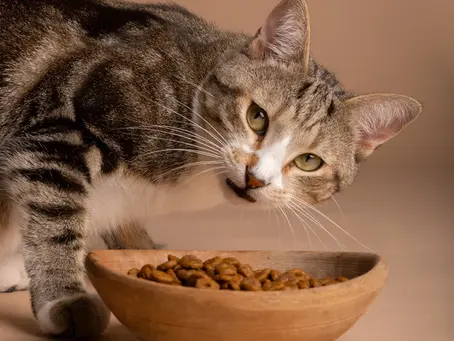 🐶🥦 Alimentação Natural para Pets: Mais Saúde e Qualidade de Vida para Cães e Gatos