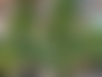 🌳✨ Árvores que se adaptam bem a vasos: elegância e natureza em qualquer espaço