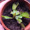 Thumbnail: Venus Fly Trap
