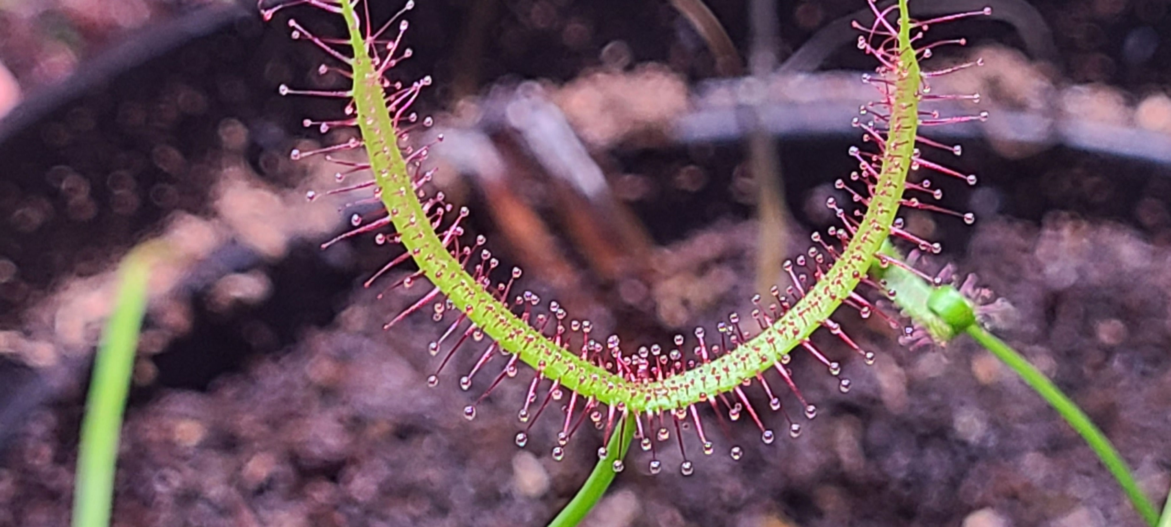 Drosera Binata