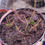 Thumbnail: Drosera Fili Fili Southern Red
