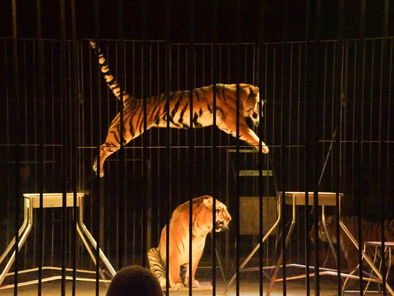 circo animali