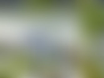 Cop 16 Biodiversità a Roma: un’occasione per salvare gli ecosistemi