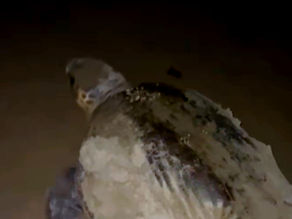 Una tartaruga marina caretta ha deposto le uova sulla spiaggia del Circeo