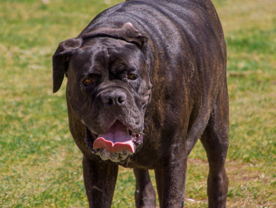 "Il suo molosso è senza guinzaglio", avvocato viene pestato in strada