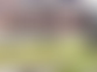 Ai Mercati di Traiano c'è una colonia millenaria di granchi giganti