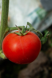 Tomate Redondo
