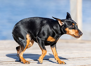 Hundetraining Mönchengladbach, Joyful Dog