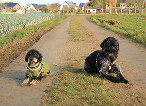 Hundetraining Mönchengladbach, Joyful Dog