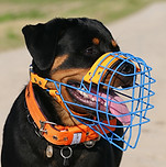 Hundetraining Mönchengladbach, Joyful Dog