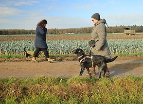 Hundetraining Mönchengladbach, Joyful Dog