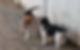 beagle%20and%20shi%20tzu_edited.jpg