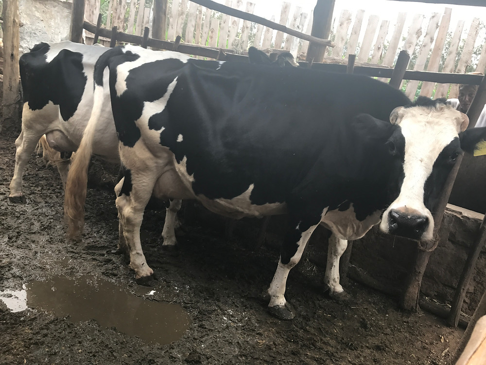 The cow.