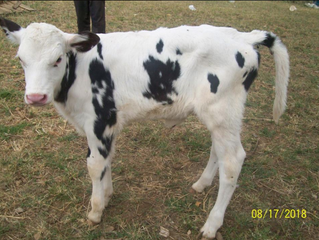 And the Cow Miracles Continue