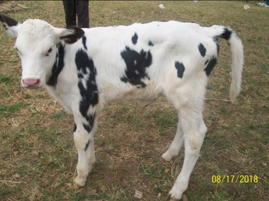 And the Cow Miracles Continue