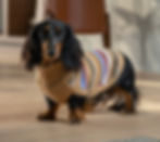 Hello Autumm Hundepullover Seitenansicht