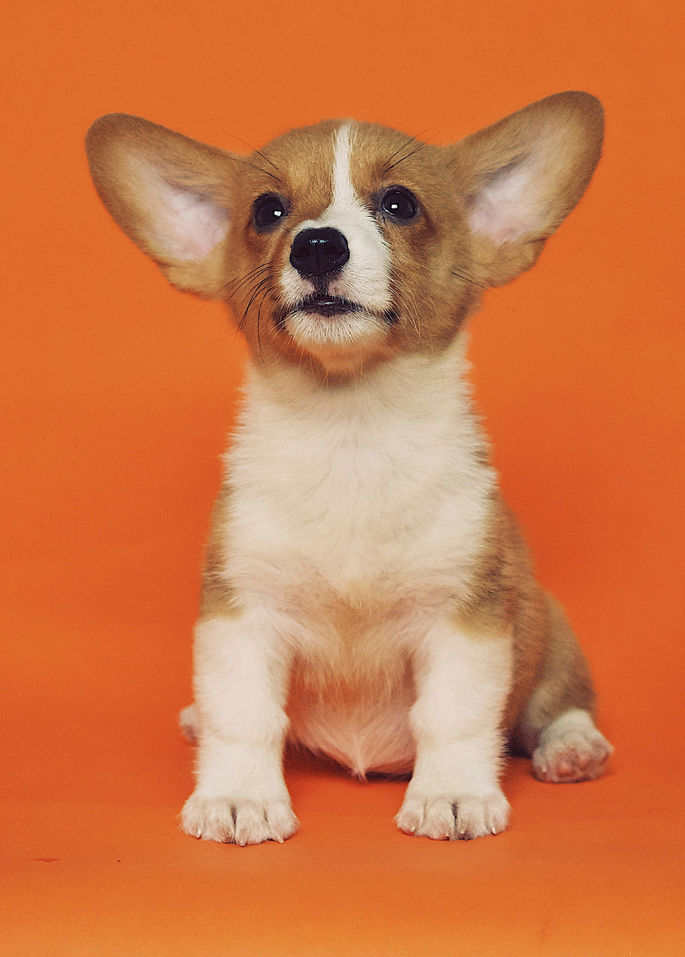 Quietly Brilliant: Why Snap-Free Crackers Might Just Save Christmas (Dinner)