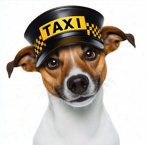 PET TAXI.jpg