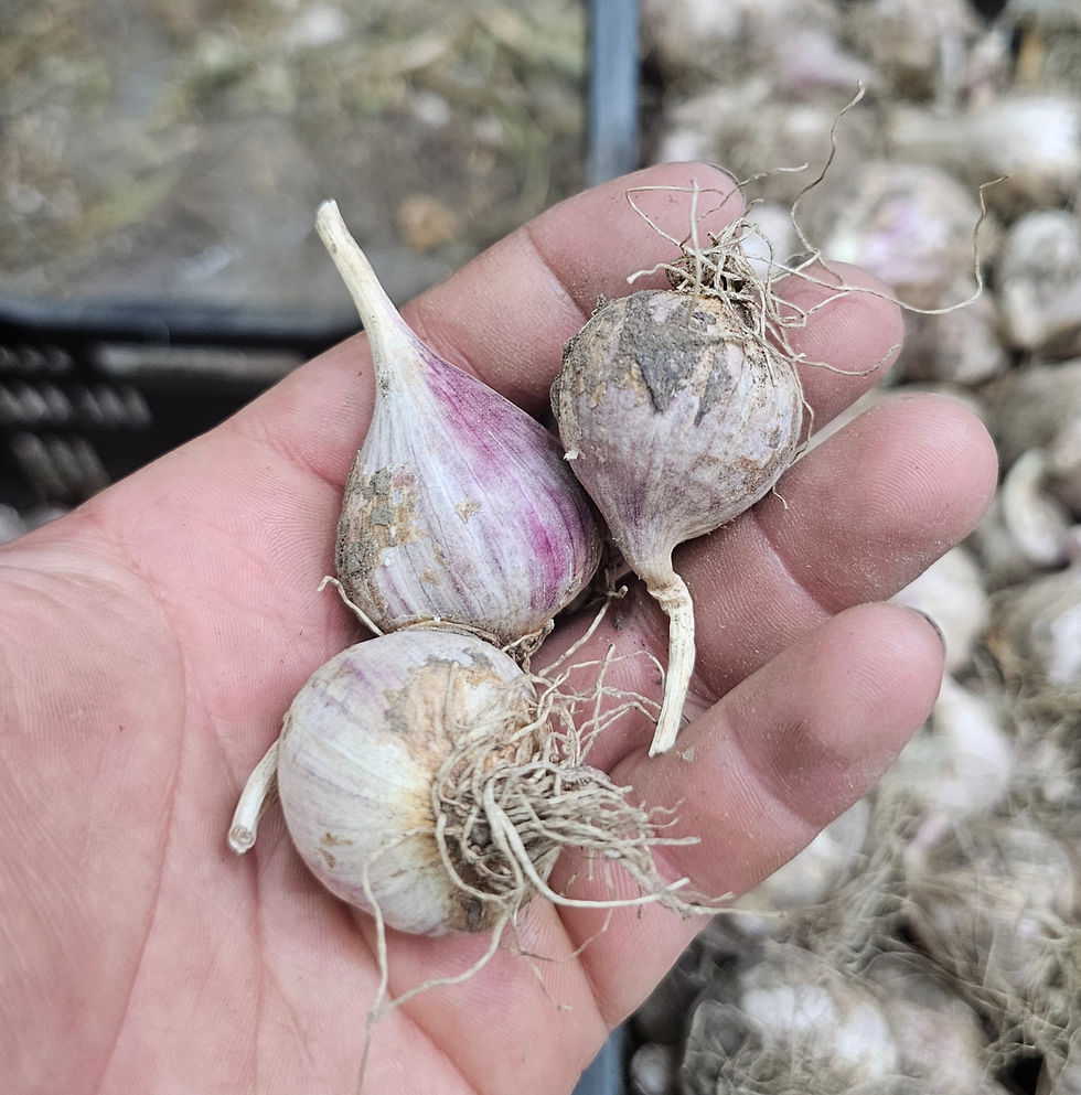 Rounds are single clove garlic bulbs
