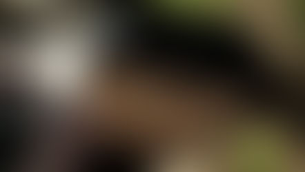 Hershey's mete la pata en Instagram