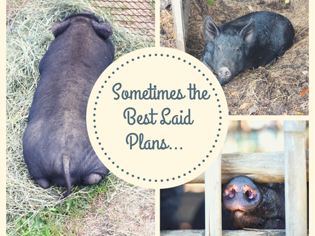 Sometimes The Best Laid Plans… Get Your Pigs Laid!