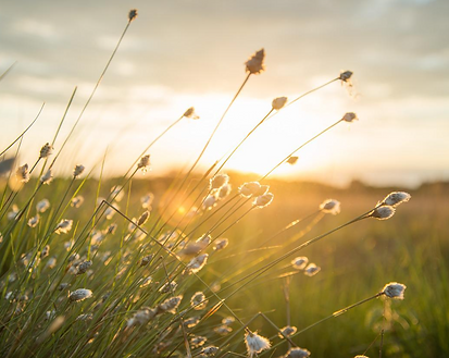 lever-de-soleil-sur-epi-de-ble-apaisement-emotionnel-celine-bossard-energeticienne