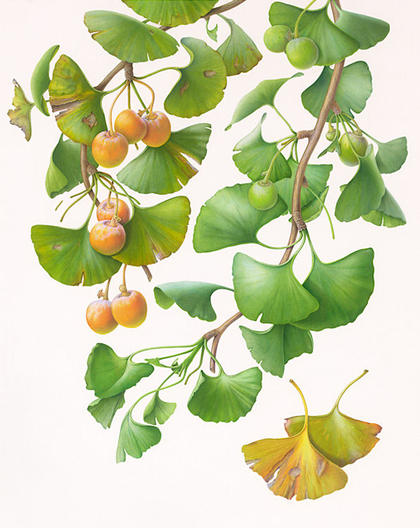 Susannah Blaxill Botanical Artist Ginko Bilboa Watercolour