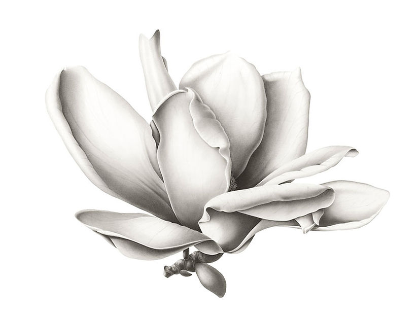 Susannah Blaxill Botanical Artist Magnolia No. 2 Charcoal