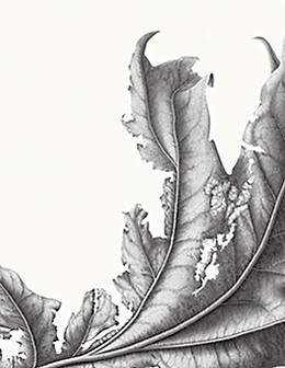 Susannah Blaxill Botanical Artist Pin Oak Leaf Charcoal