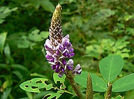 desmodium.jpg