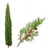 cyprès.jpg