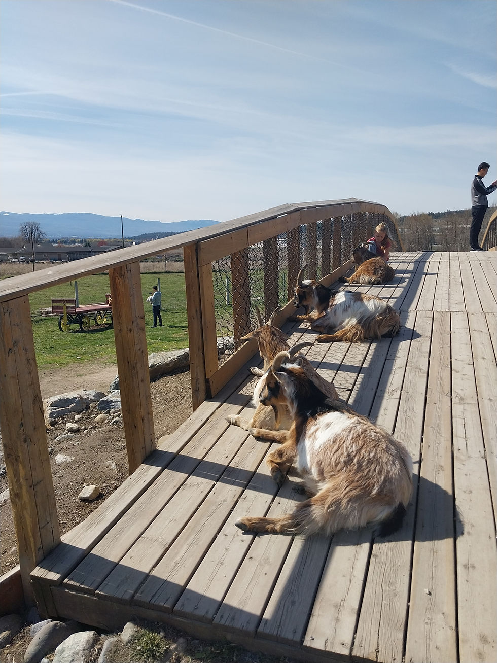 Goats on climbing bridge