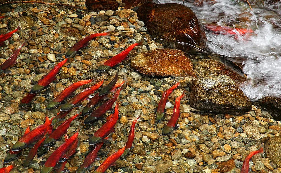 Kokanee Salmon Run in Mission Creek