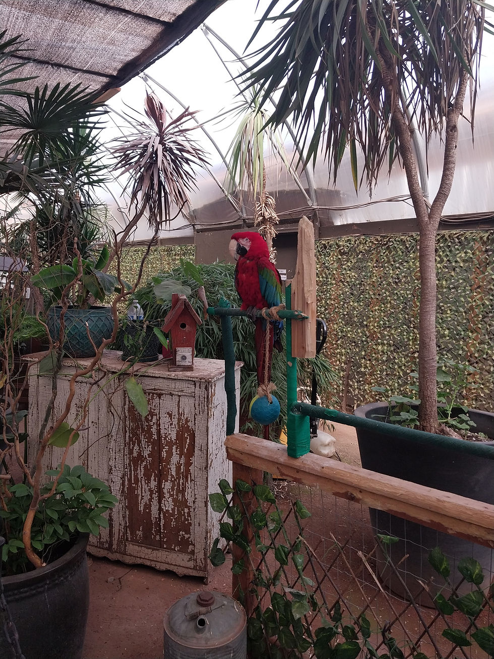 Macaw