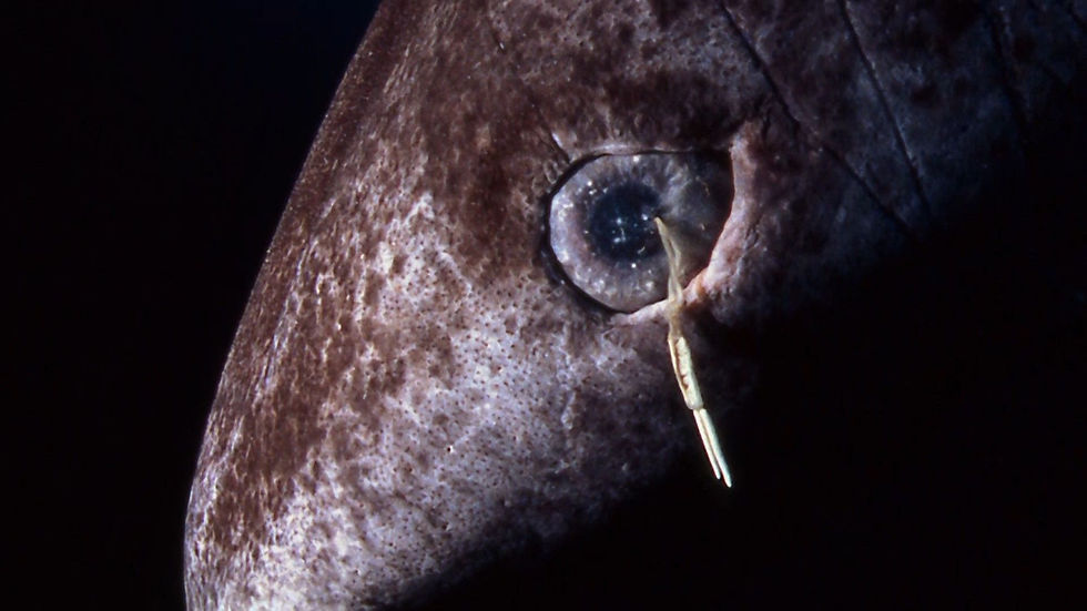 Parasite in Shark's eye
