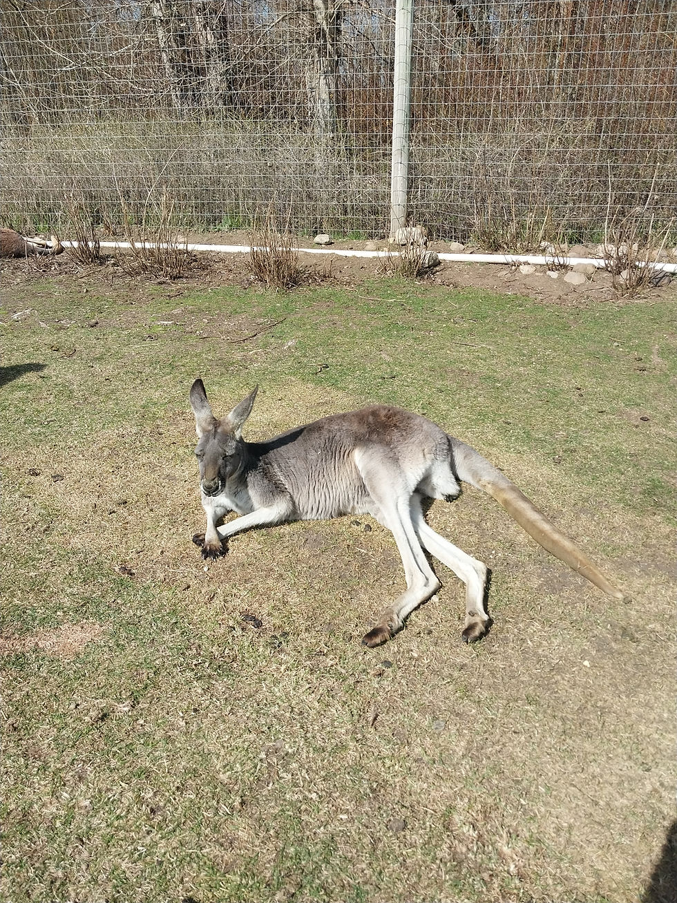 Visiting The Kangaroo Creek Farm