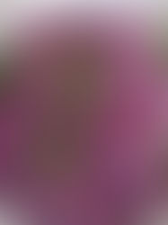 Najlepsza surówka z czerwonej kapusty