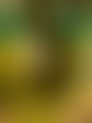 Sprawdzony przepis na ogórki kiszone