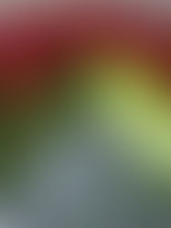 Pyszne ciasto leśny mech