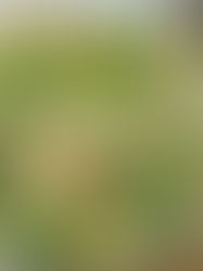 🥗🥦 Sałatka z kurczakiem i brokułem 🥦🥗