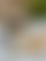 Biszkopt makowy z kremem i brzoskwiniami