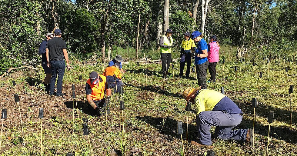 Tree Planting with OCCA CreekCare