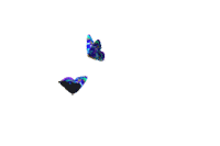 飞舞蝴蝶.gif
