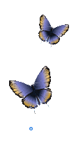 蝴蝶1.gif